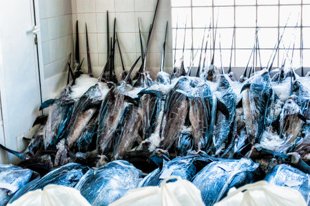 Tuna in the foreground and swordfish in the background, freshly caught and wrapped in ice in port, ready for transport at destination. next to a window.の写真素材