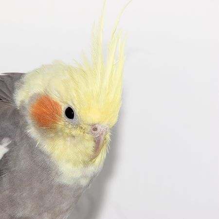 Cockatiel closeupの写真素材