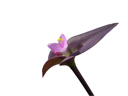 Lily with Golden Dust Leaves. Isolated.の写真素材