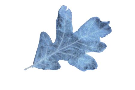 Fallen Leaf X-Ray