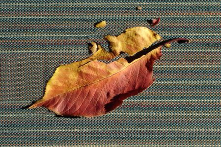 Crushed Leaf on a Floor. Background.の写真素材