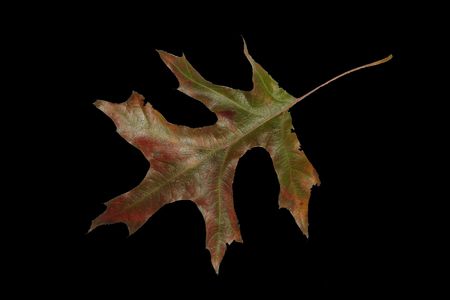 Leaf with first signs of Autumn. Isolated. On Black.