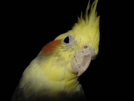 Closeup of Cockatiel; on black