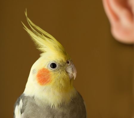 I hear You - Cockatiel and Ear; Shallow DOF, Focus on eyeの写真素材