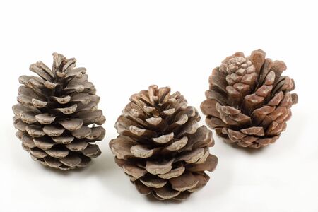 Three Weathered Pine Cones, on whiteの写真素材