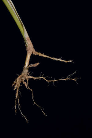 Grass Root on Black
