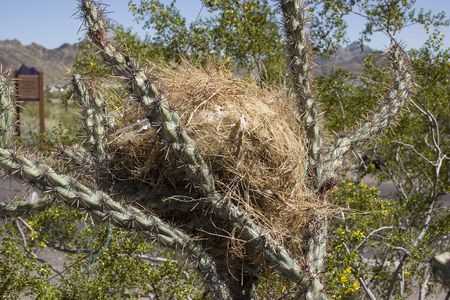 Bird Nest in Cactusの写真素材