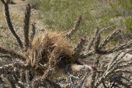 Bird Nest on Cactus in the City Parkの写真素材