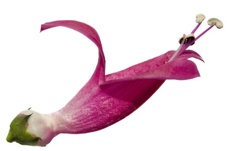 Spring Red Lily ready for Pollination; on whiteの写真素材