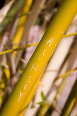 Bamboo Trunkの写真素材