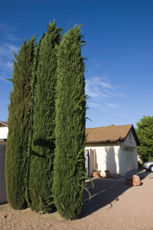 Cypress Trees, Phoenix Front Yard, AZの写真素材