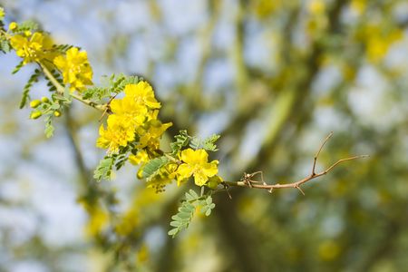 Palo Verde Twigの写真素材