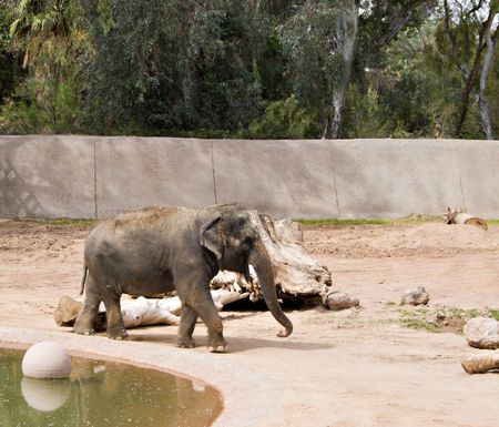 Elephant walking around pond in Phoenix Zoo, AZの写真素材
