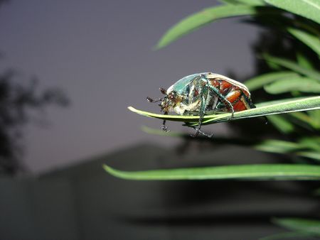 Green Beetle on Oleander Leaves in the Nightの写真素材