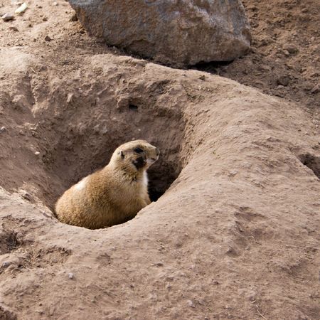 Gopher on Guard Sitting on Top of Its Burrow in Desert