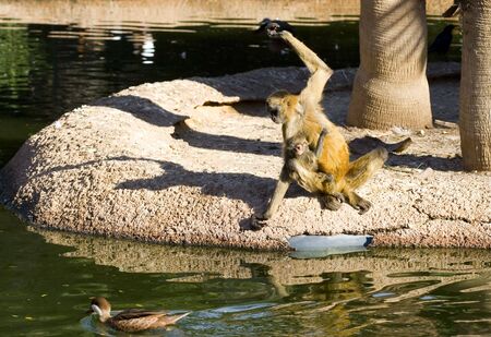 Image of mother and young monkeys watching duck, focus on monkey with her の写真素材