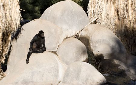 Female monkey sitting near a waterfall; Wild Life Zoo, Phoenixの写真素材