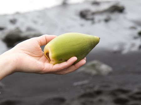 Baby coconut in girle's hand on blur background; close up の写真素材