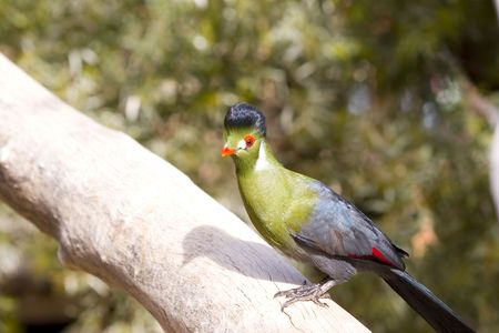 Bird on the branch in Wild Life Zoo; close upの写真素材