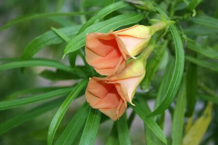 Close up shot of red oleander flowersの写真素材