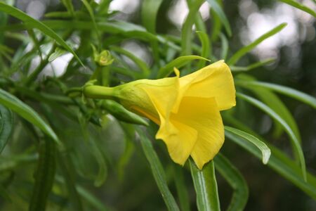 Close up shot of yellow oleander flowerの写真素材