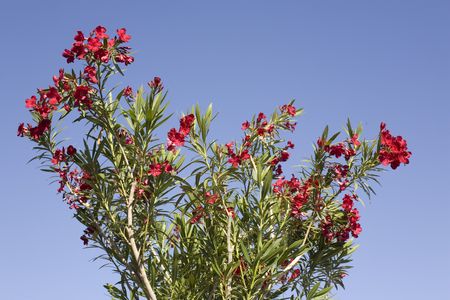 Blooming Red Oleander Flowers on Blue Sky Background