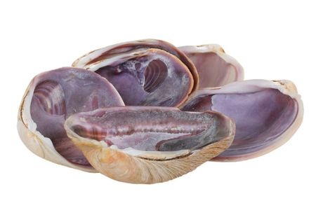 Big Mollusk Shells for Gourmet Food Servingの写真素材