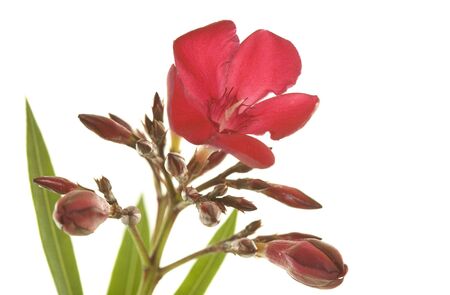 Hardy red oleander flowers; isolated on white backgroundの写真素材