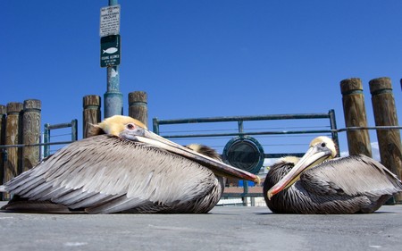 California pelicans at fishing pier, Redondo Beach, CAの写真素材