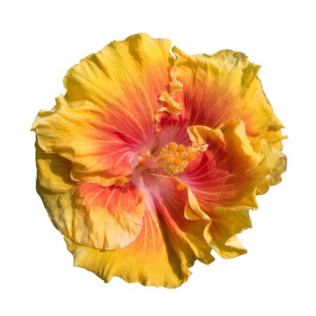 Yellow-and-Red Hawaiian Hibiscus Flower; isolatedの写真素材