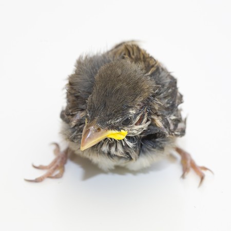Chick of House Sparrow; focus on eye, closeupの写真素材