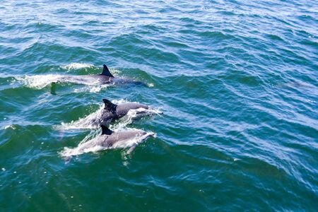 Dolphins in open blue sea swimming next to each otherの写真素材