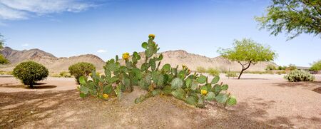 Arizona desert backyard in Springの写真素材