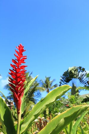 Hawaiian Red Gingerの写真素材