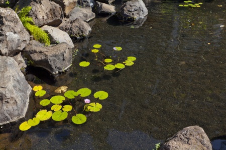 Pink Lotus flowers in decorative garden pondの写真素材