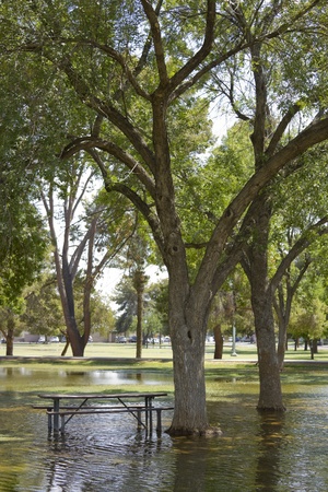 Monsoon rain flooding in Cortez park, Phoenix, AZの写真素材