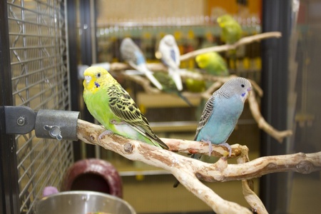 Budgies sitting on a branch in cage