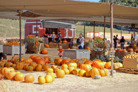 CAMARILLO, US â OCTOBER 30, 2013: People wandering through rows of freshly harvested pumpkins at farmer market in Camarillo, Californiaのeditorial素材