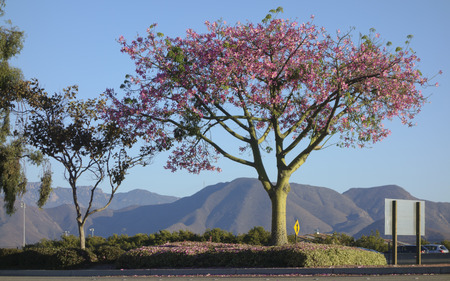 Blooming Ceiba speciosa or Floss Silk Tree also known as Palo Borracho (Drunken Stick), Camarillo, CAの写真素材