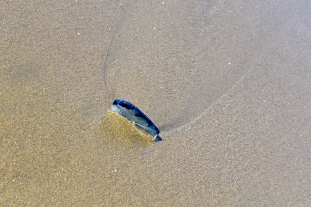Blue Velella velella pleuston (or Purple Sail) stranded on ocean beach