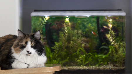 Brown-white cat relaxing on chair next to fish tankの写真素材
