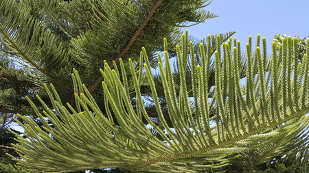 Norfolk island pine tree fresh spring foliage with symmetric twigsの写真素材