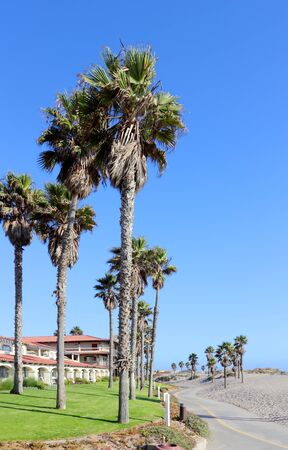 Tall palms growing next to warm sands of Mandalay Beach in Oxnard, California