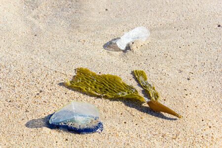 White Sails of Velella-velella stranded on ocean beach along with brown Kelp seaweedの写真素材