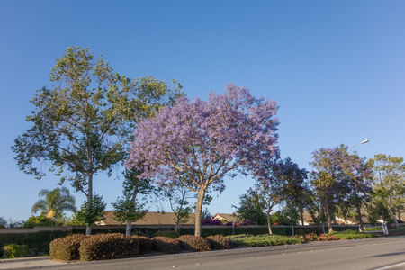 Residential houses along Adolfo Street decorated with Purple Blue Jacaranda, Camarillo, Ventura...