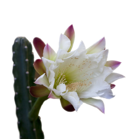 Arizona most popular garden cactus flower that blooms only in the night and early morning hours; on white backgroundの写真素材