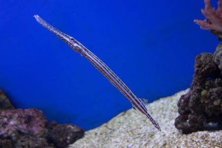 Close seahorse relative Trumpetfish swimming verticallyの写真素材