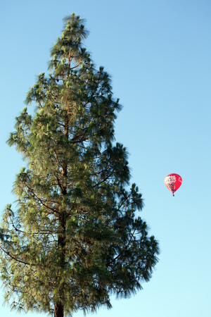 PHOENIX, AZ, USA - May 23, 2017: Tall pine in a flight path of observation hot air balloon in a pristine blue sky of early morning in Phoenix, Arizonaのeditorial素材