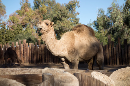 Dromedary Camel, native of North Africa and Middle Eastの写真素材