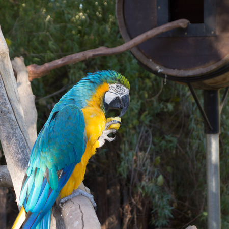 Blue-and-yellow Macaw with a slice of apple in its claws